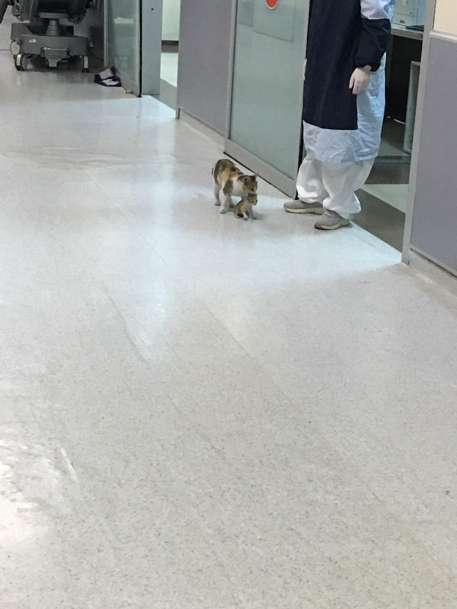 cat hospital